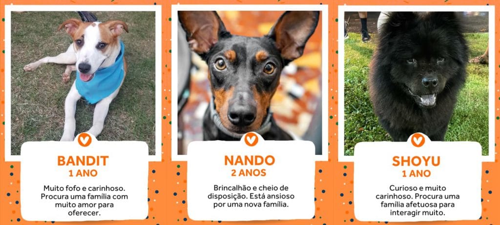 PremieRpet repetirá ação, e cãodulas serão atração do Rio Open pela sétima vez