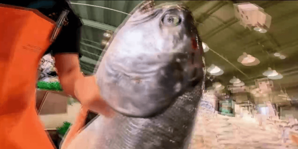 Rolê nada aleatório: Entenda por que a NBC colocou uma câmera em um peixe durante um jogo da NFL